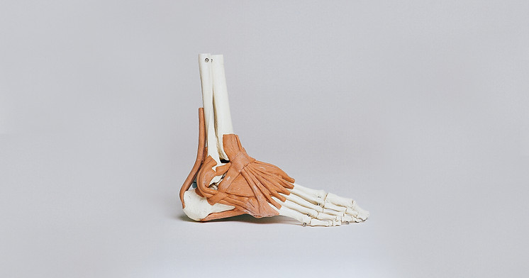 Cheville et ligaments