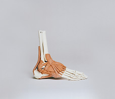 Ankle and Ligaments