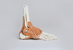 Enkel en ligamenten