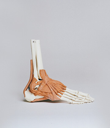Ankle and Ligaments
