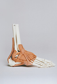 Ankle and Ligaments