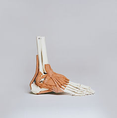 Orthotics