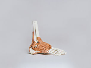 Foot Skeleton
