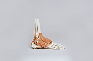 Foot Anatomy Model