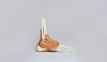 Ankle and Ligaments