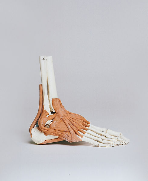 Ankle and Ligaments