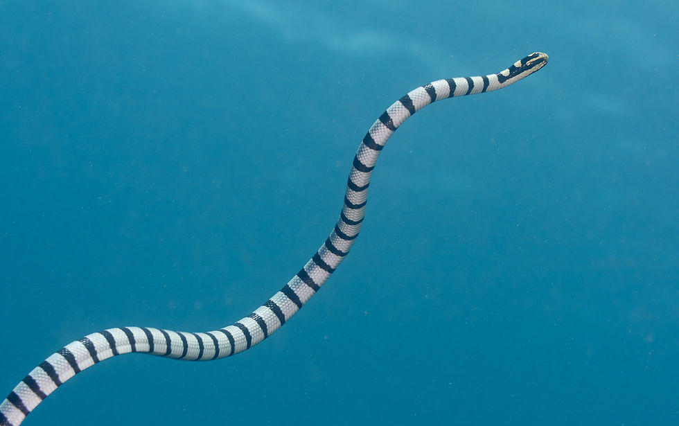 Picture of a Banded Sea Snake (Image cropped) - Taken by Christian Gloor CC BY 2.0
