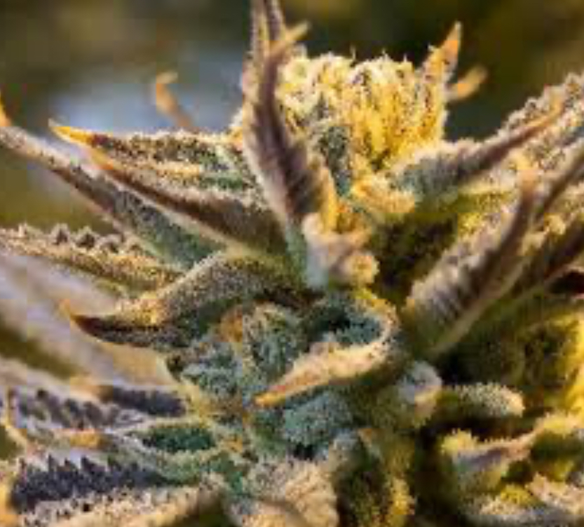 "Miracle Alien Cookies / MAC" Hybrid Feminized SEEDS