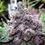 Thumbnail: "Grandaddy Purple" Indica Autoflower Feminized SEEDS