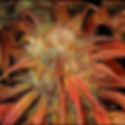 "Red Devil" Indica Autoflower Feminized SEEDS