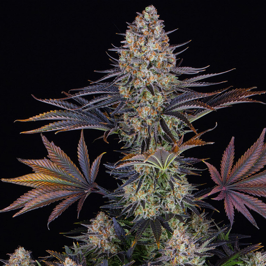 Thumbnail: "L.S.D." Indica Autoflower Feminized SEEDS