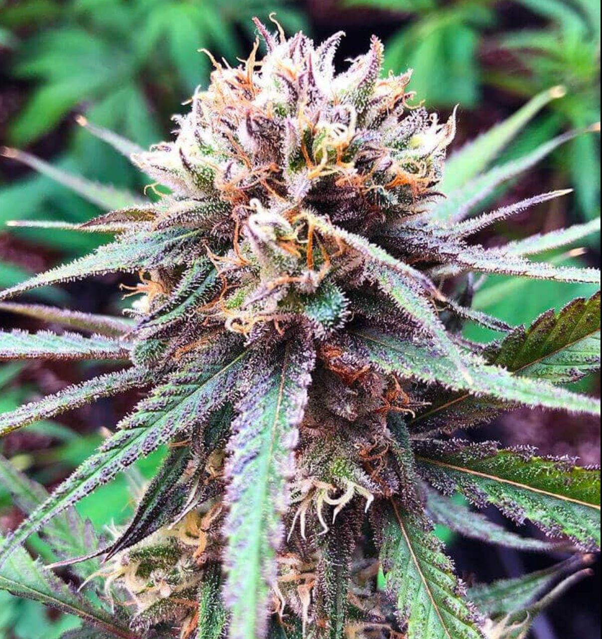 "Blackberry" Indica Autoflower Feminized SEEDS