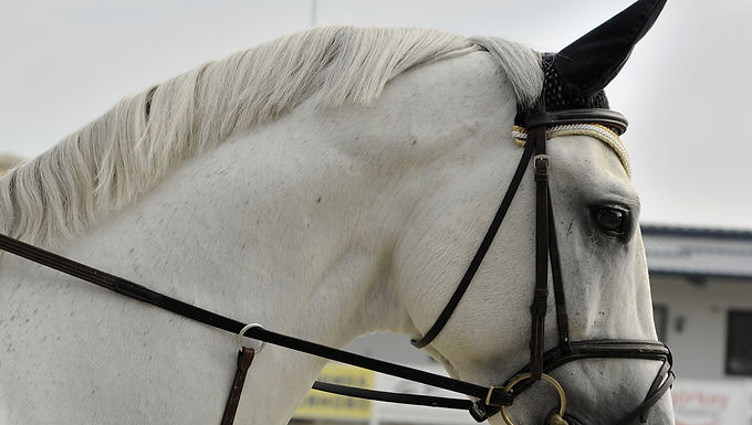 Dressage Schooling Show Series