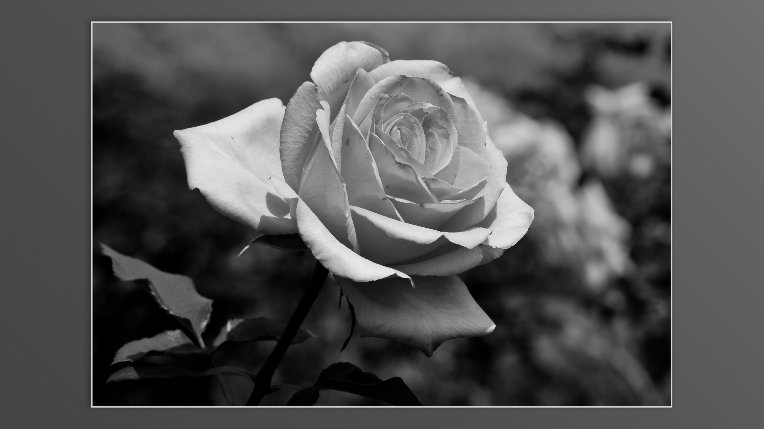 Roses and roses...