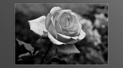 Roses and roses...