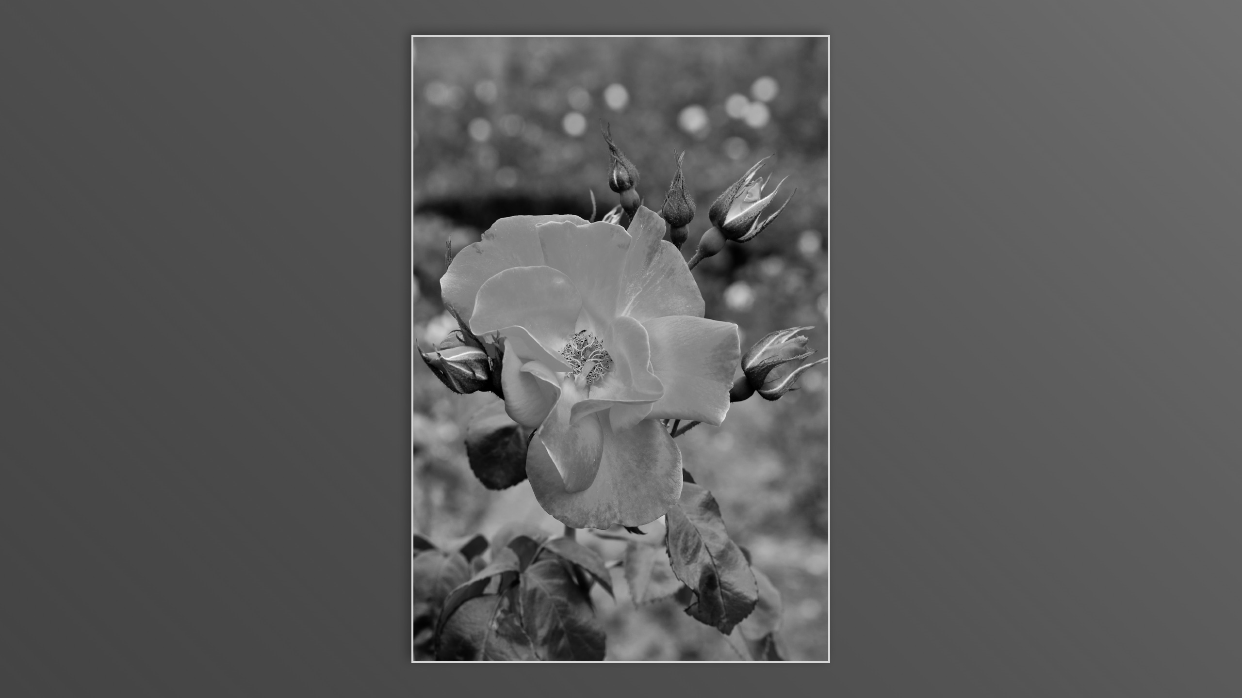 Roses and roses...