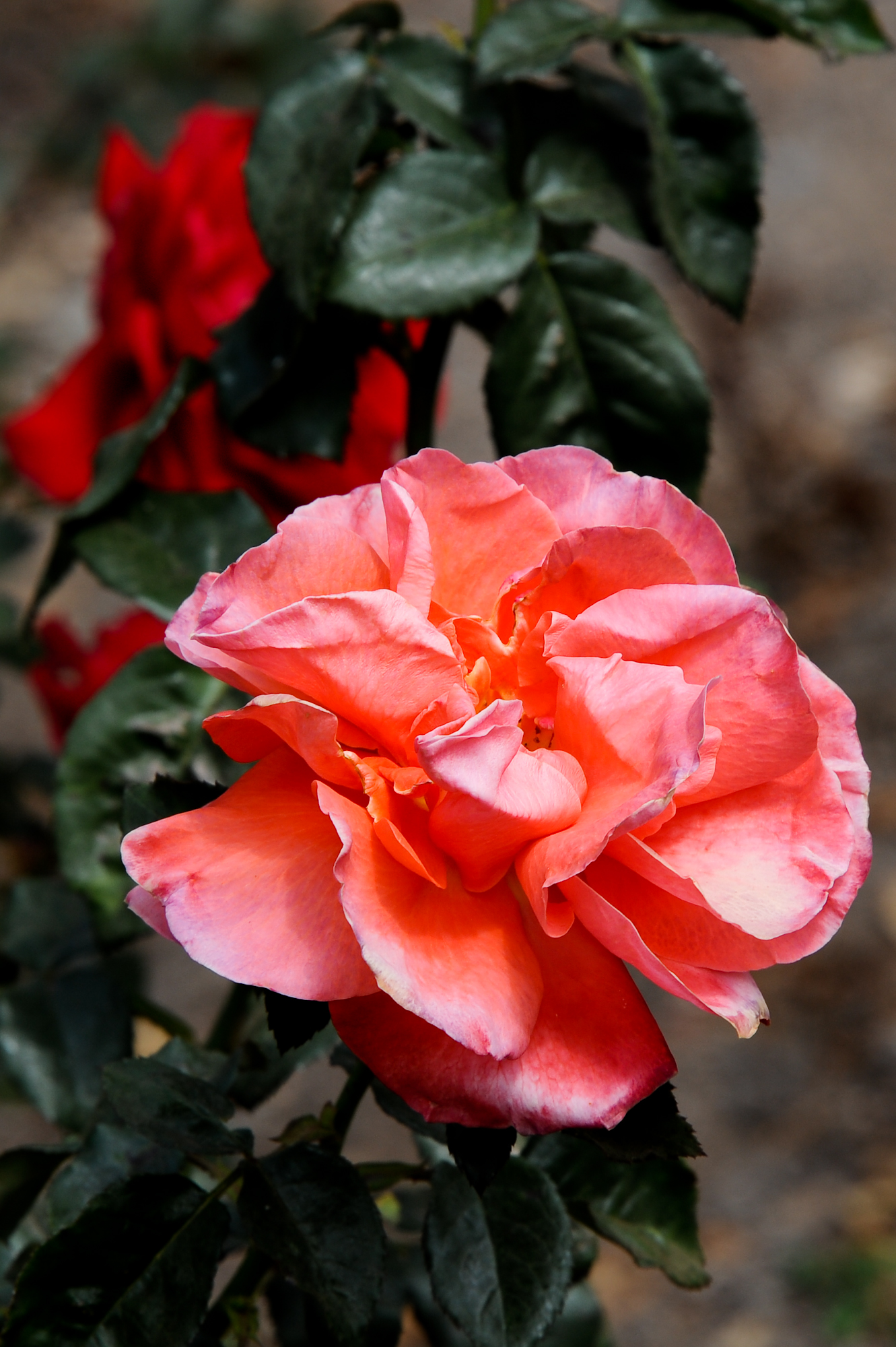Roses and roses...