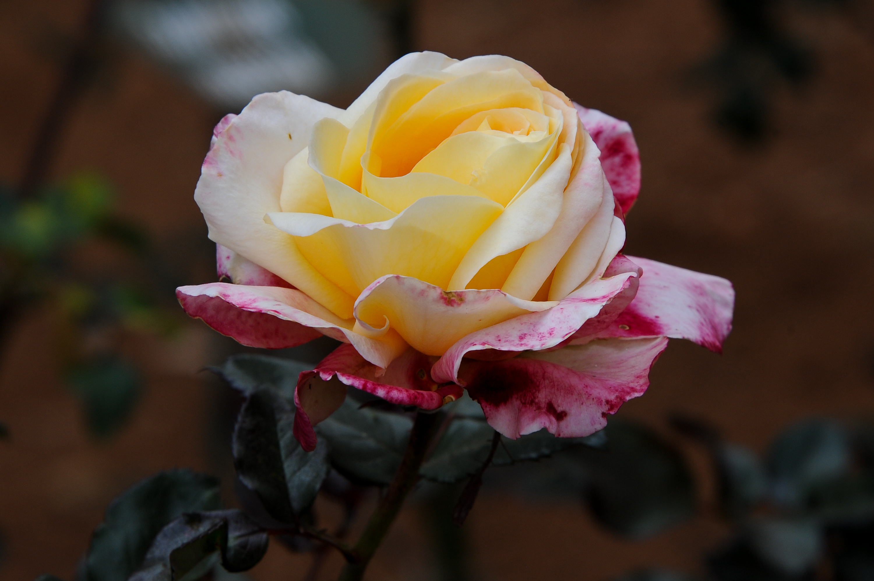 Roses and roses...
