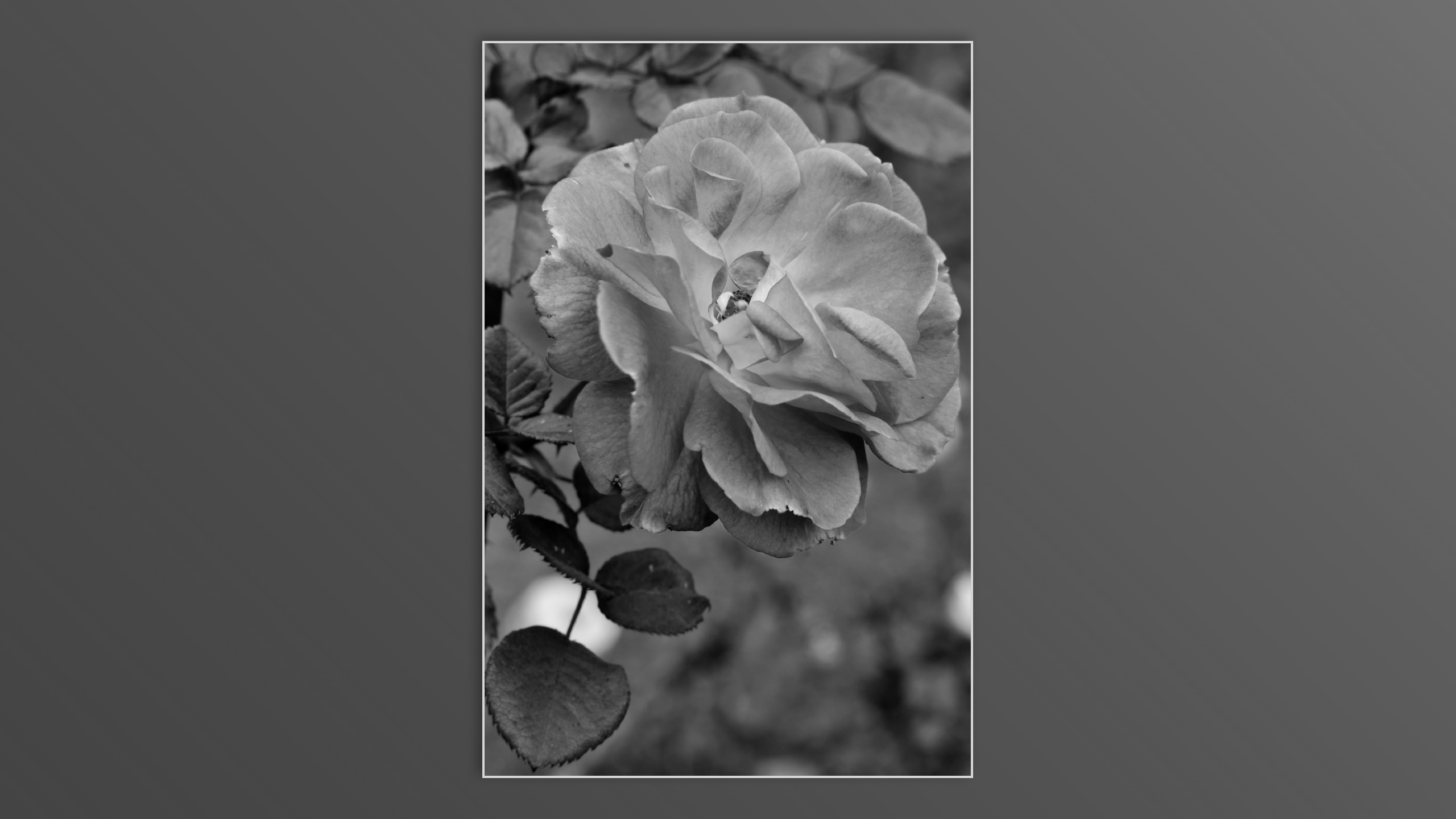 Roses and roses...