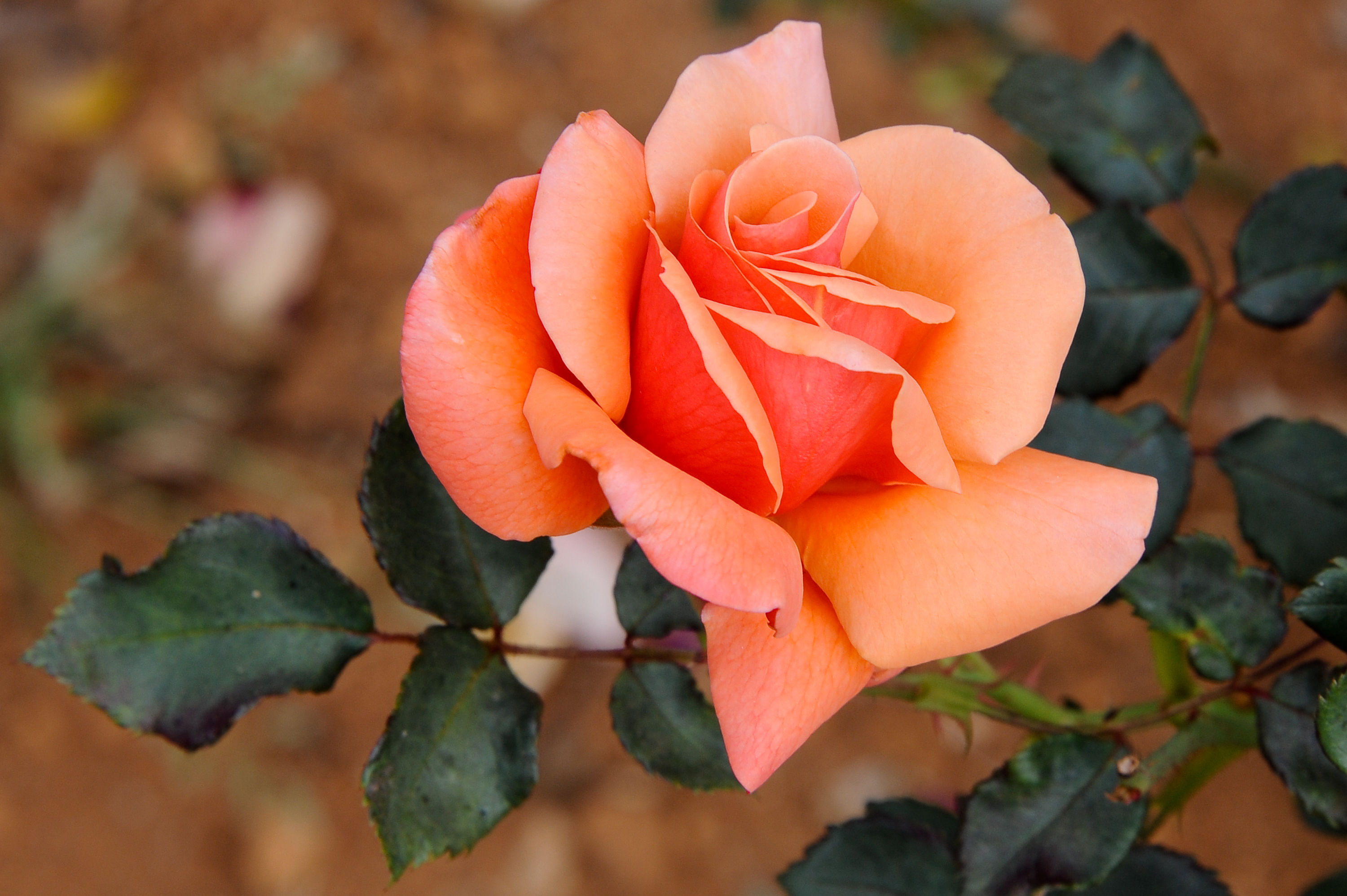 Roses and roses...