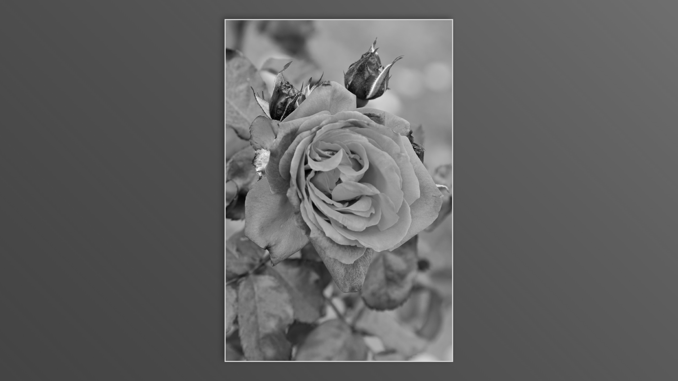 Roses and roses...