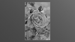 Roses and roses...