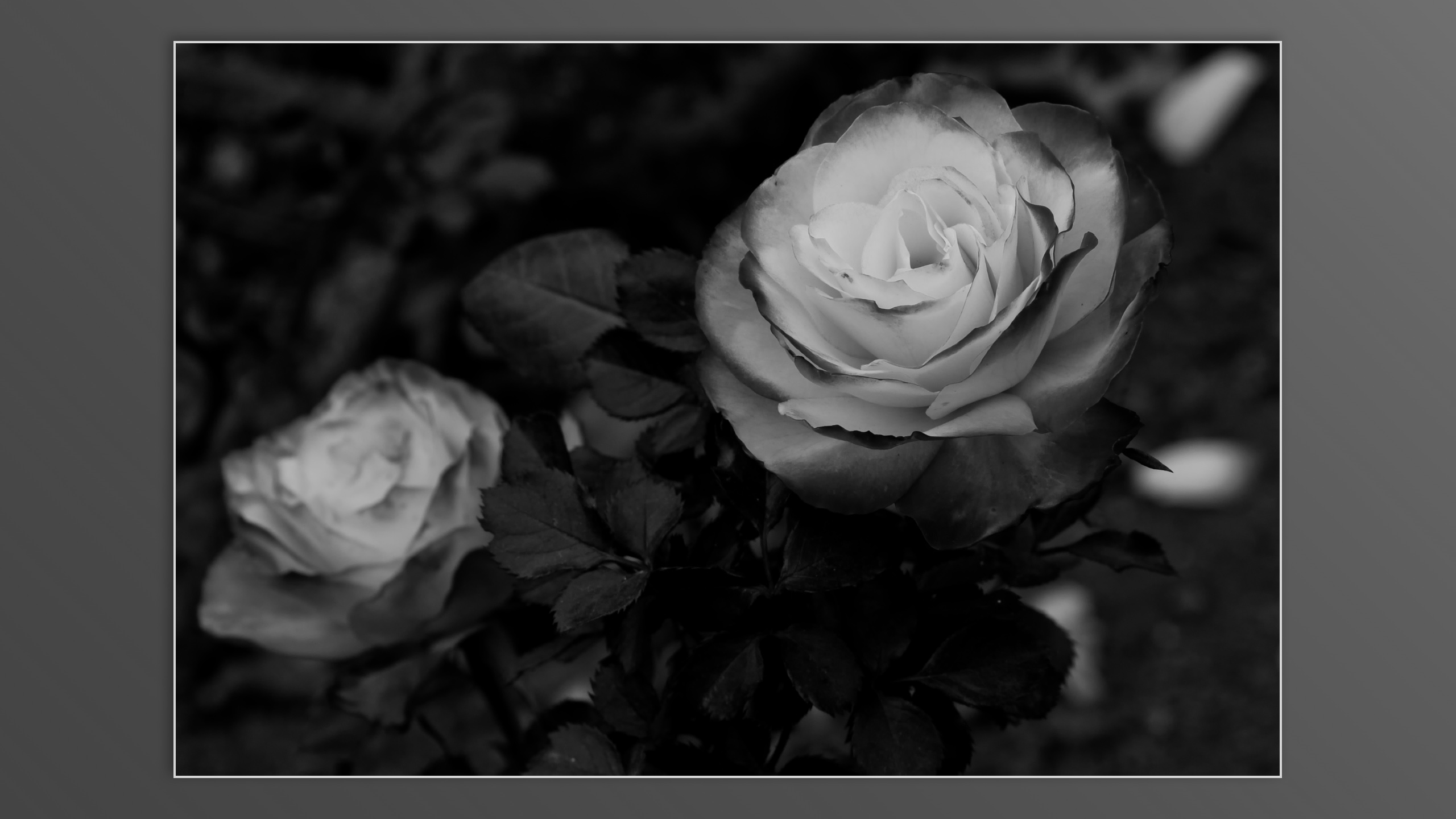 Roses and roses...