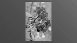 Roses and roses...