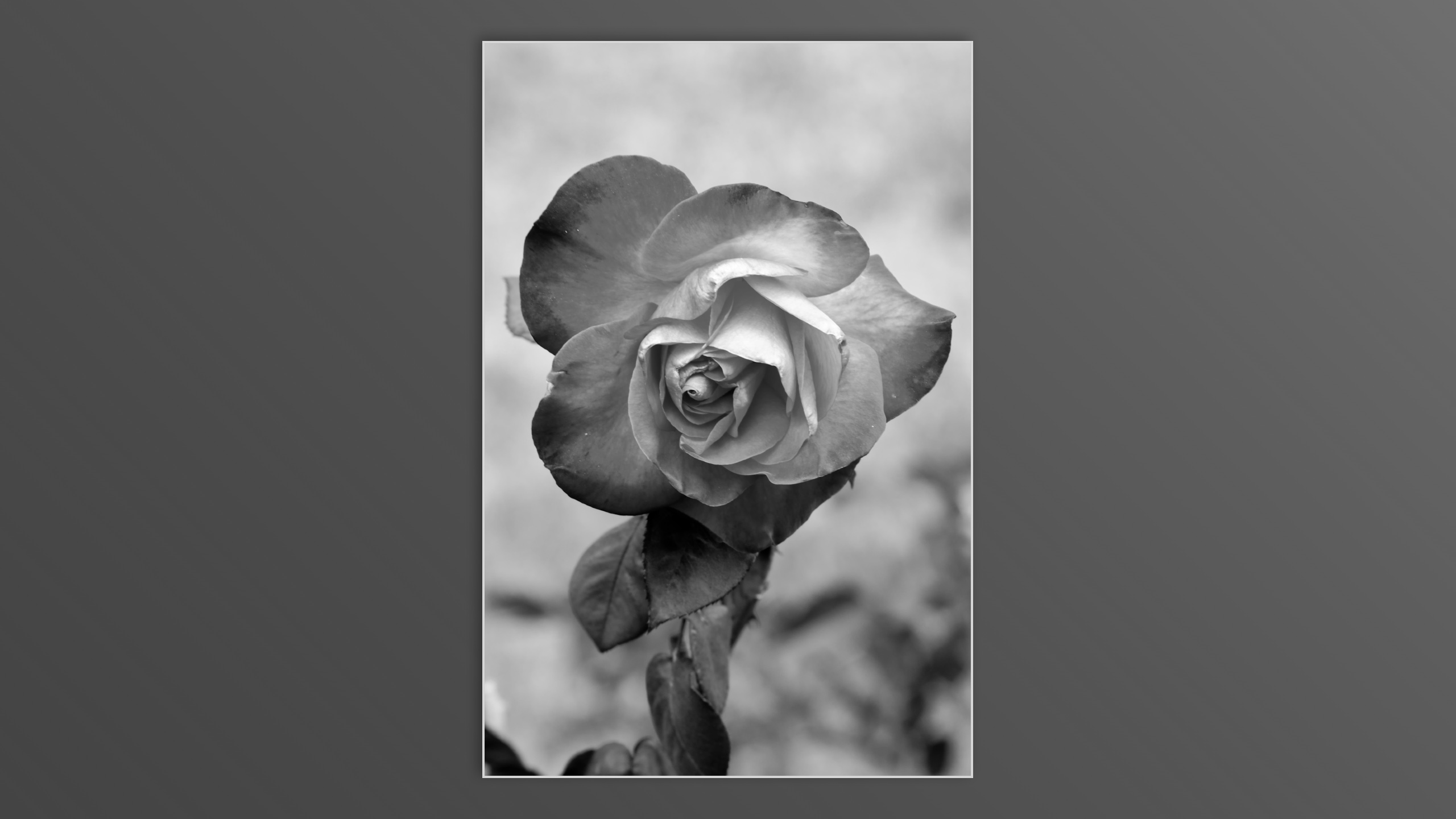 Roses and roses...