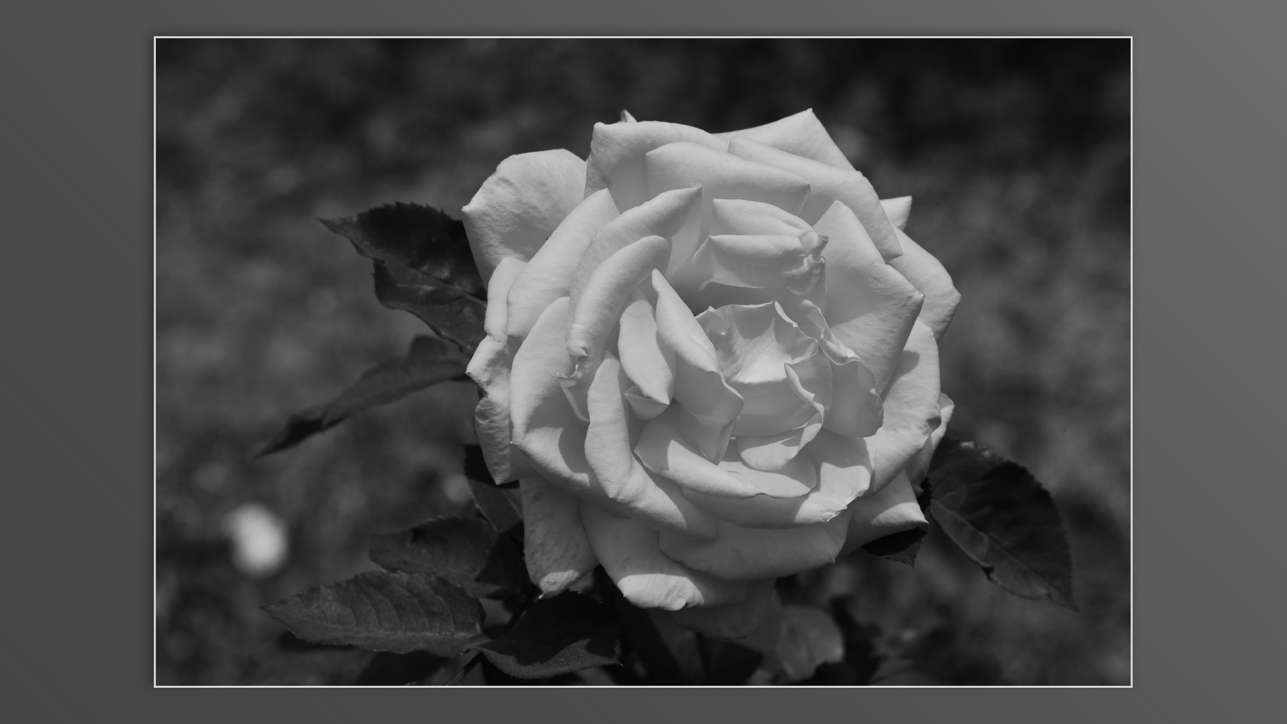 Roses and roses...