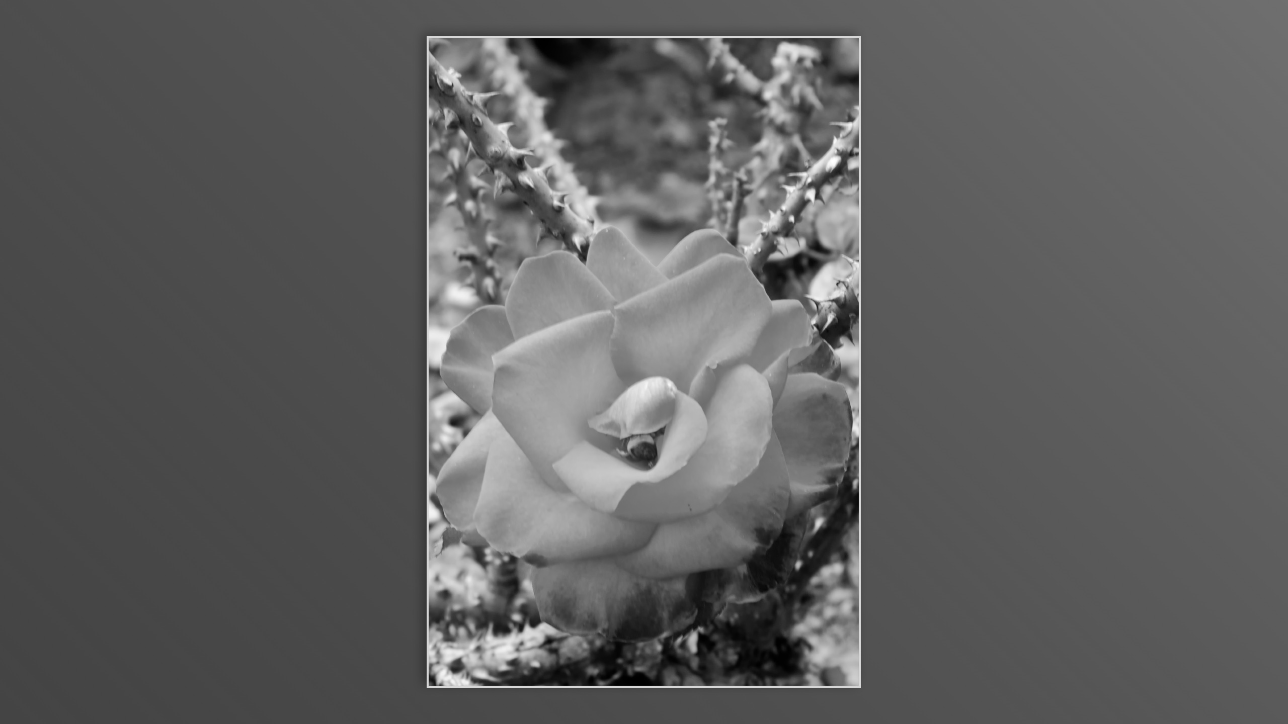 Roses and roses...