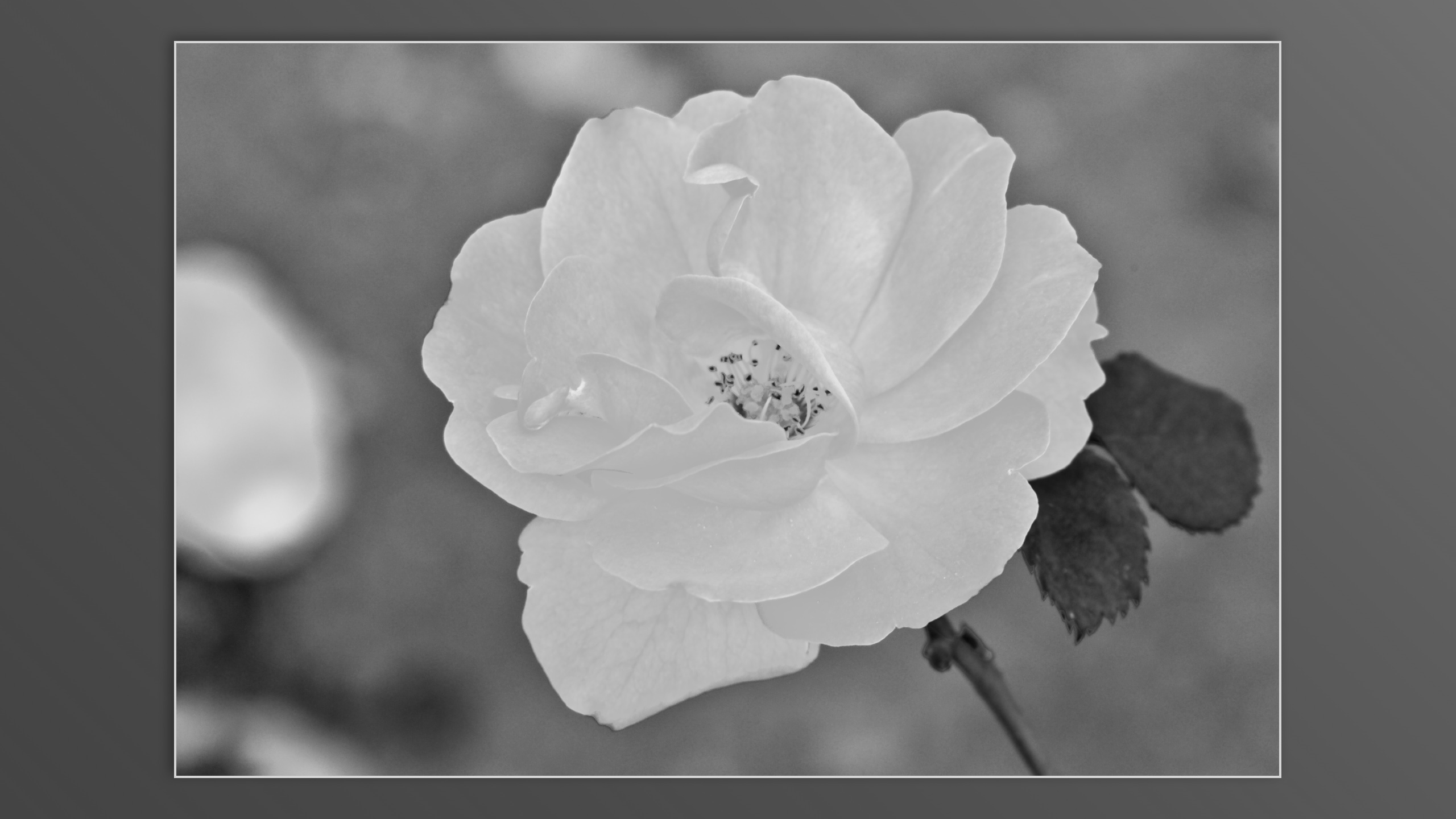 Roses and roses...