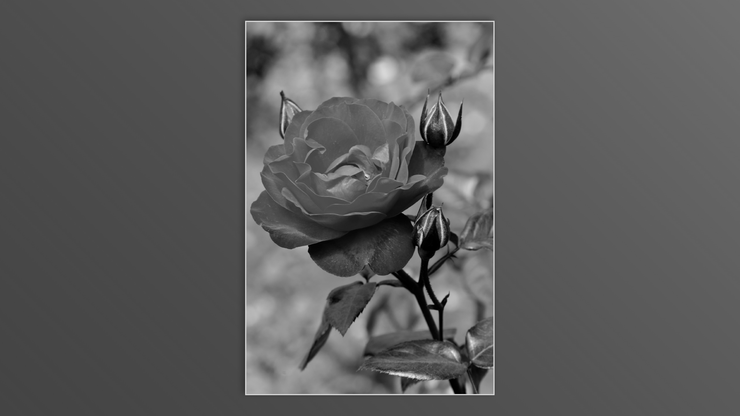 Roses and roses...