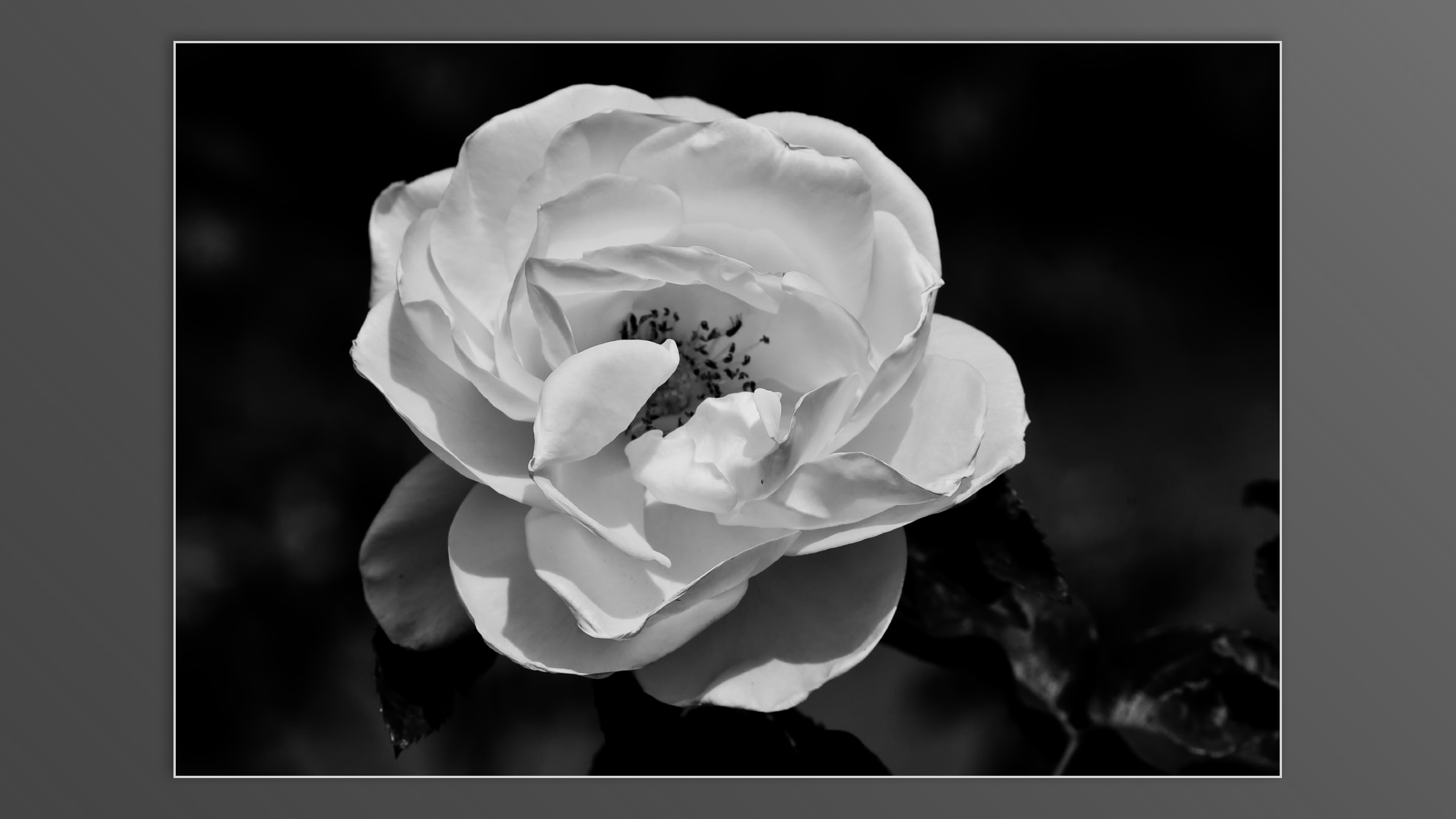 Roses and roses...