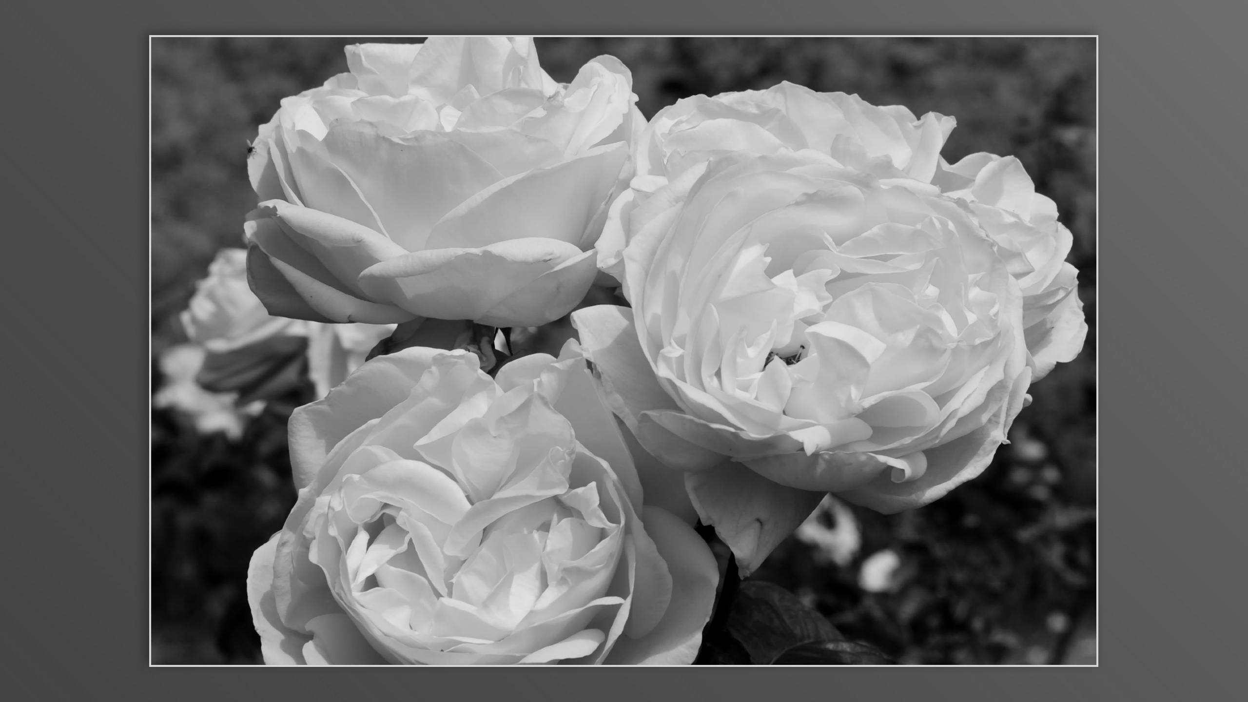Roses and roses...