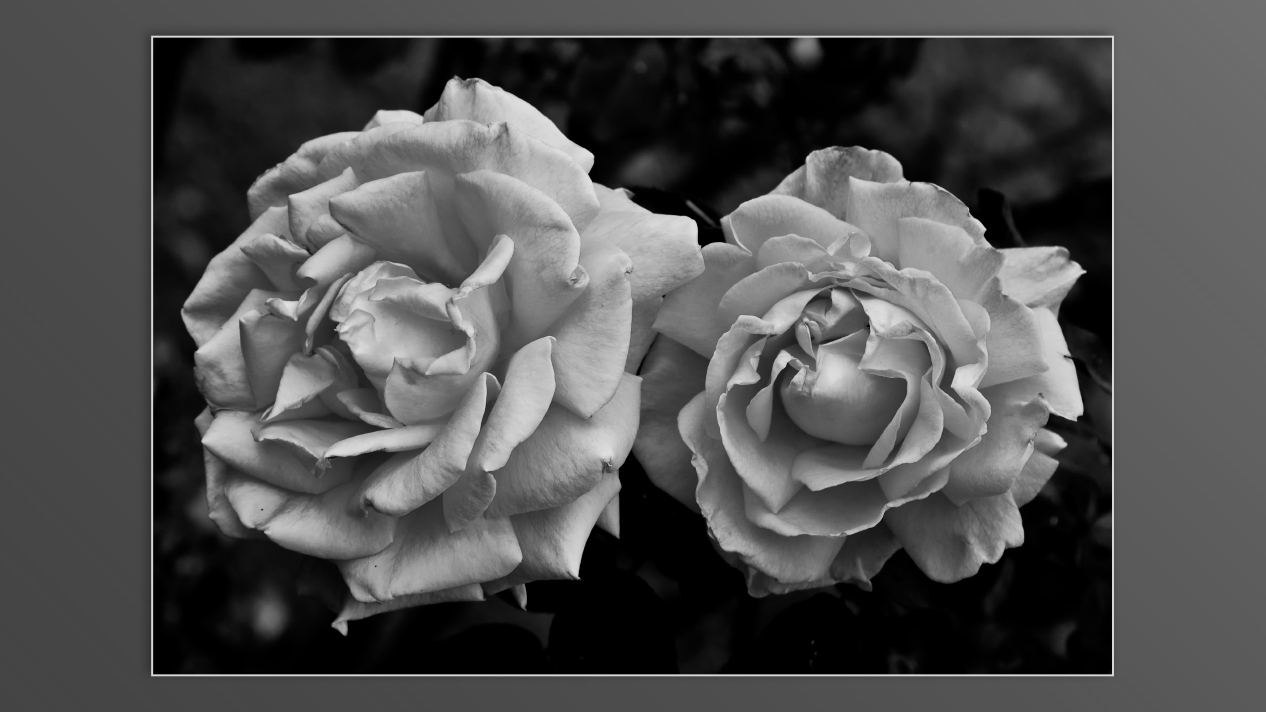 Roses and roses...