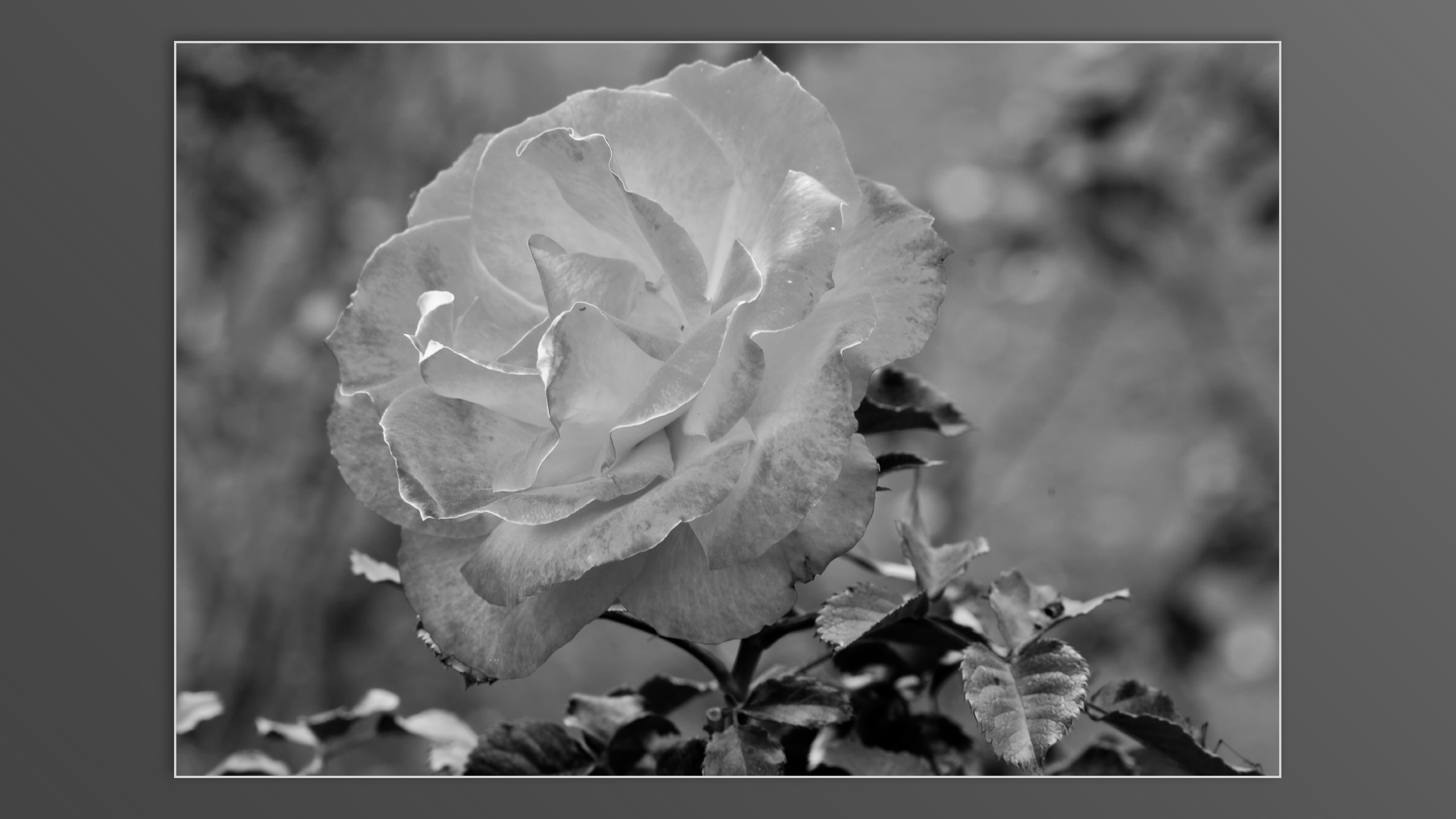 Roses and roses...