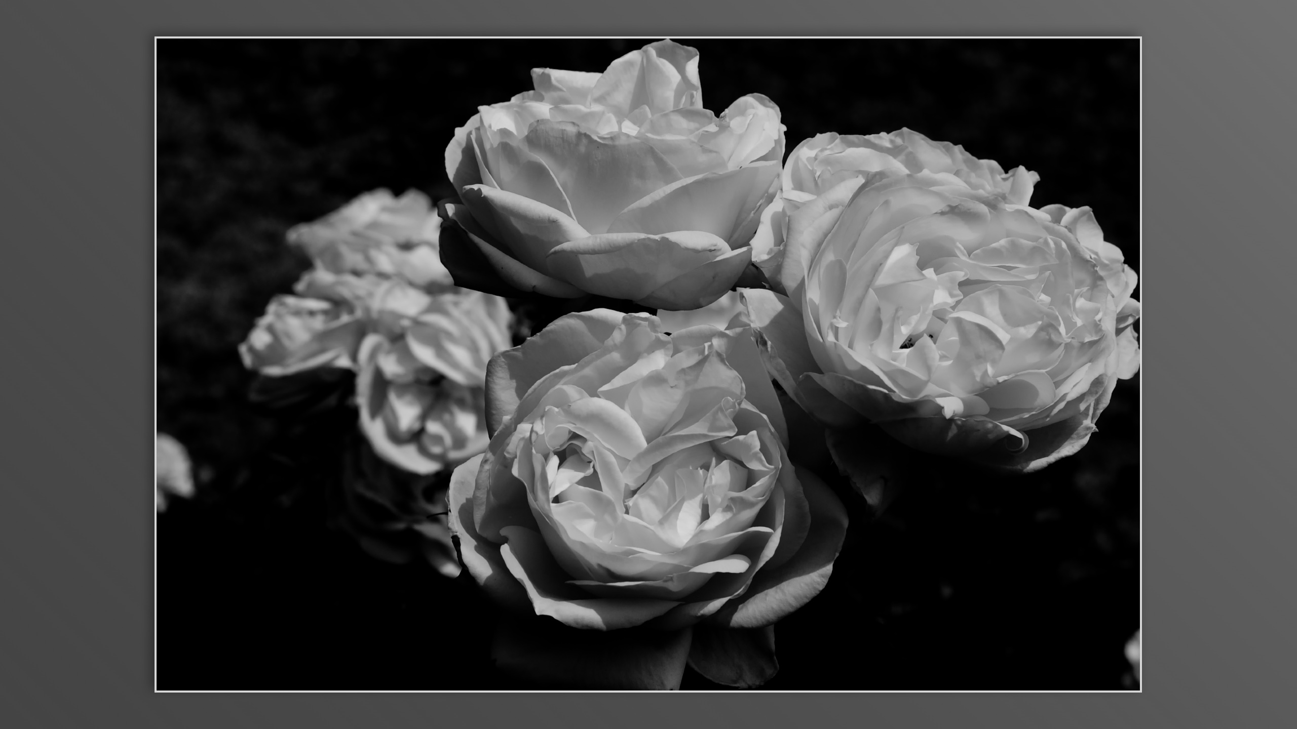 Roses and roses...