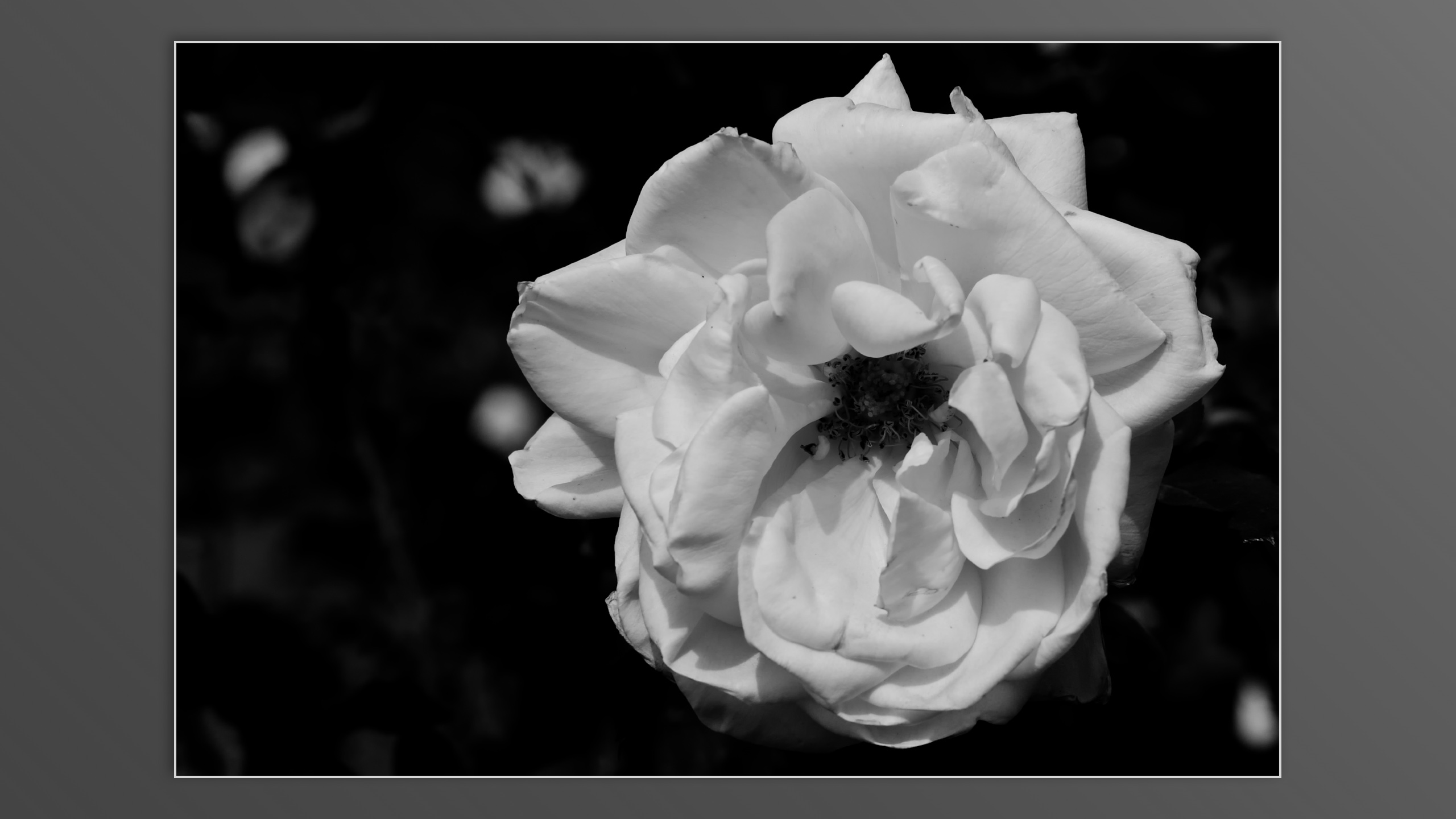 Roses and roses...