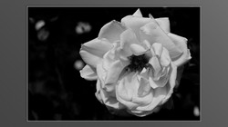 Roses and roses...
