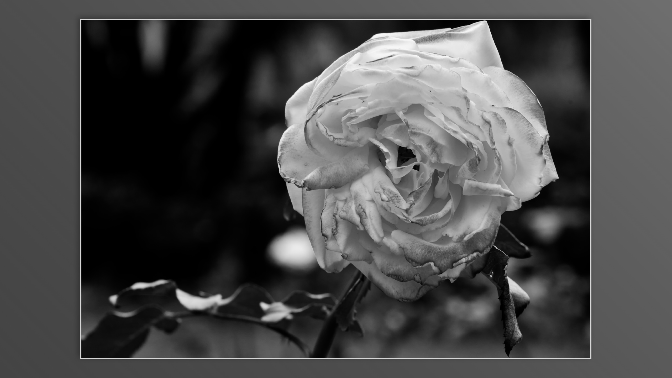 Roses and roses...