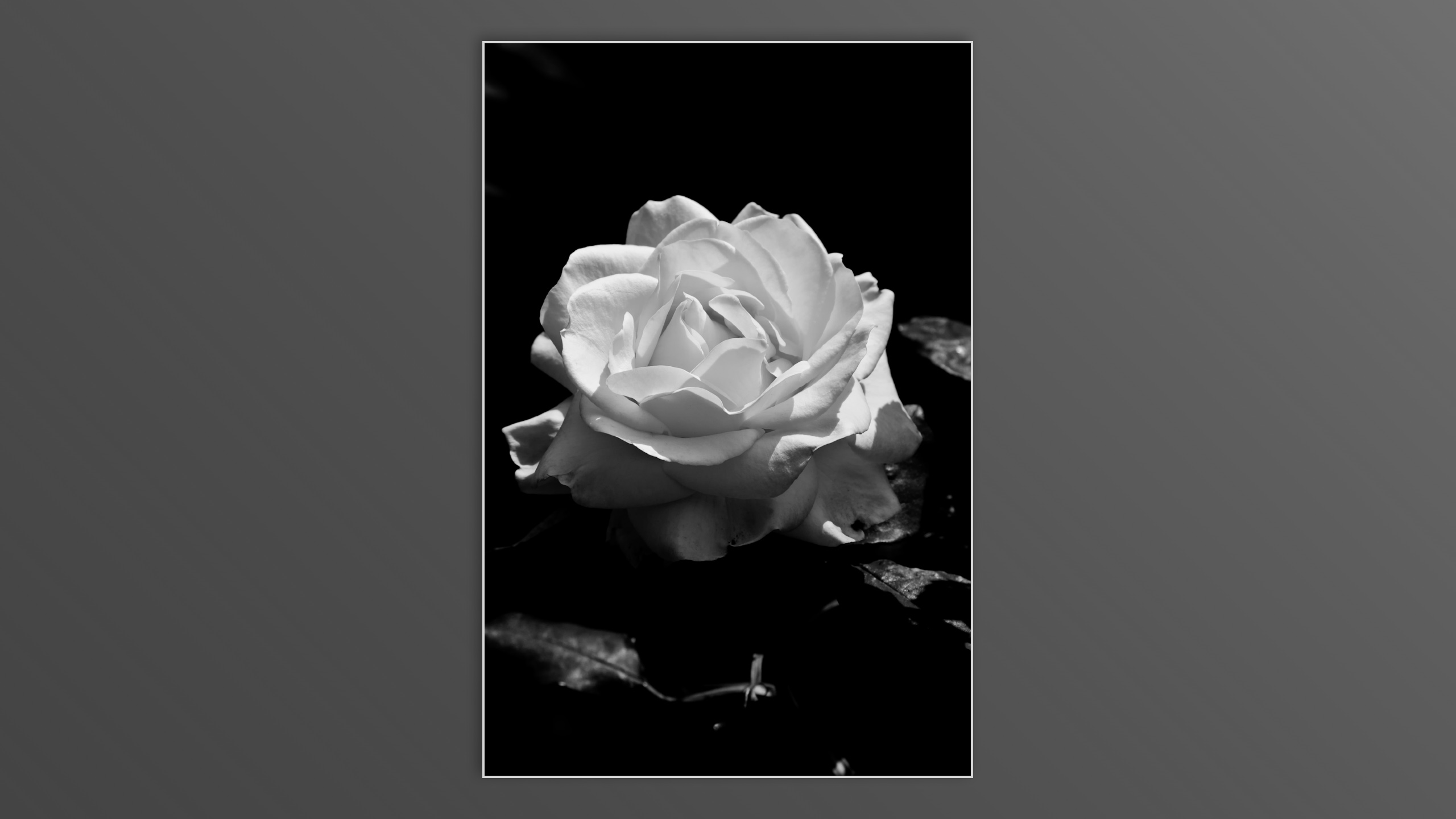 Roses and roses...