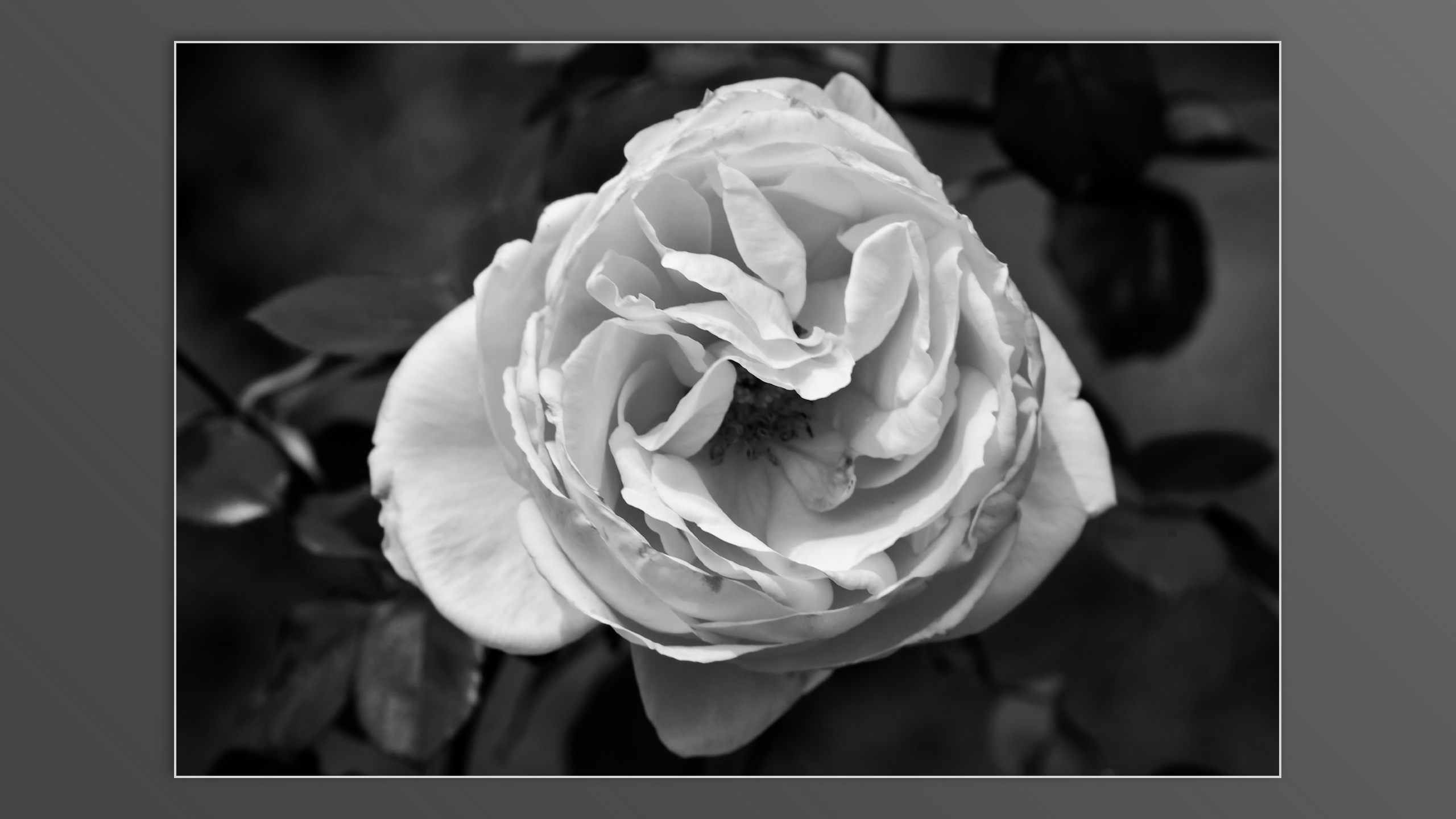 Roses and roses...