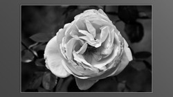 Roses and roses...