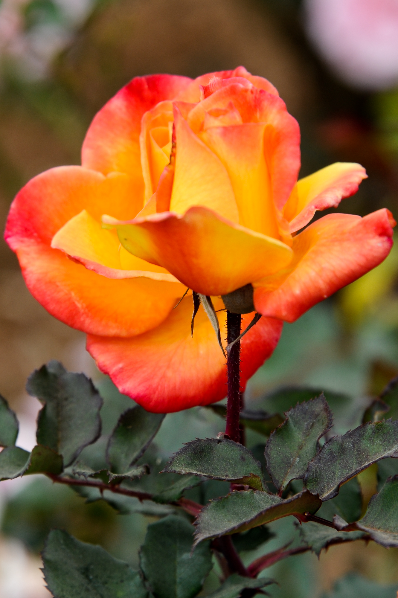 Roses and roses...