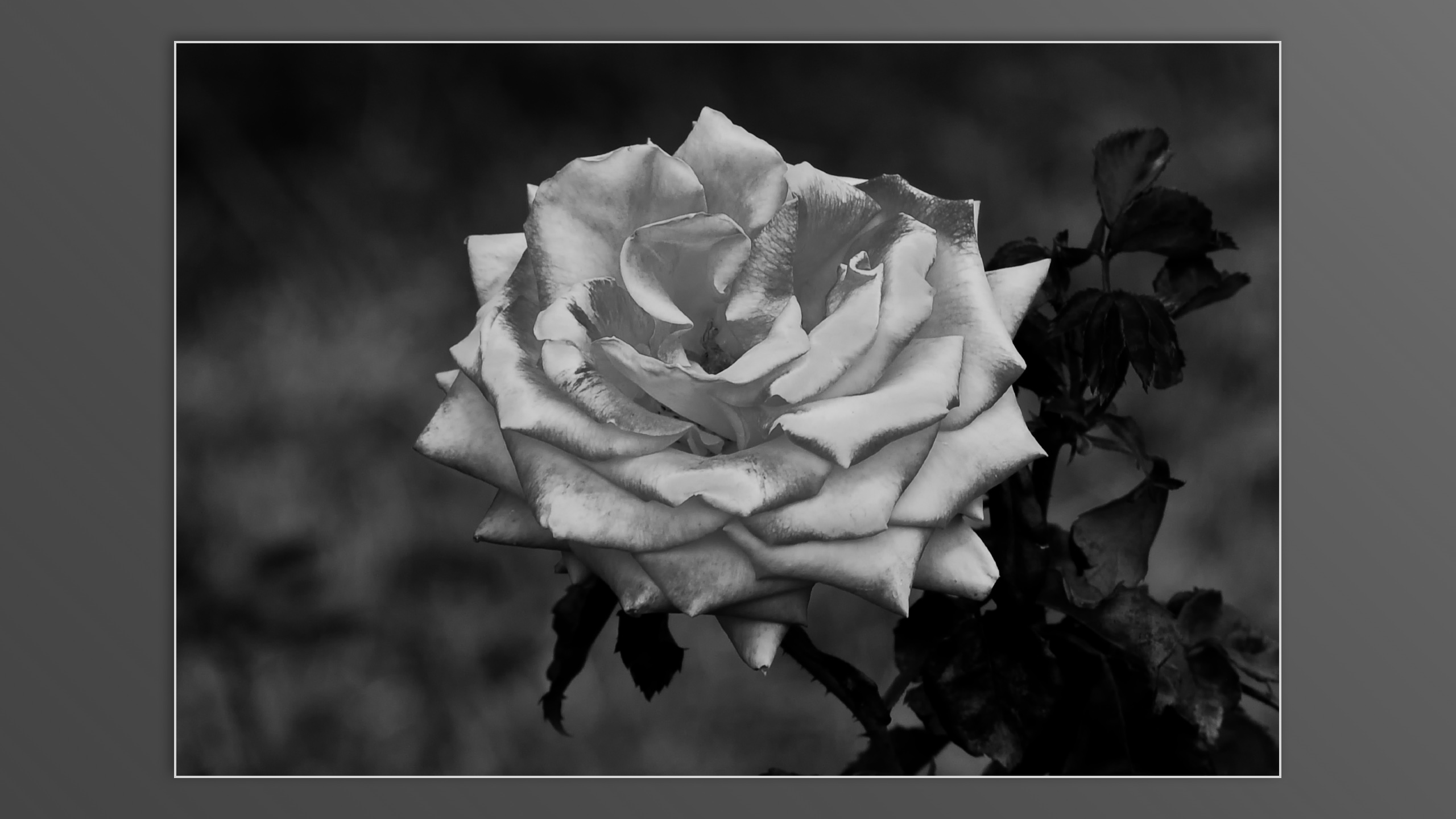 Roses and roses...