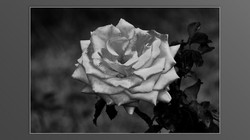 Roses and roses...