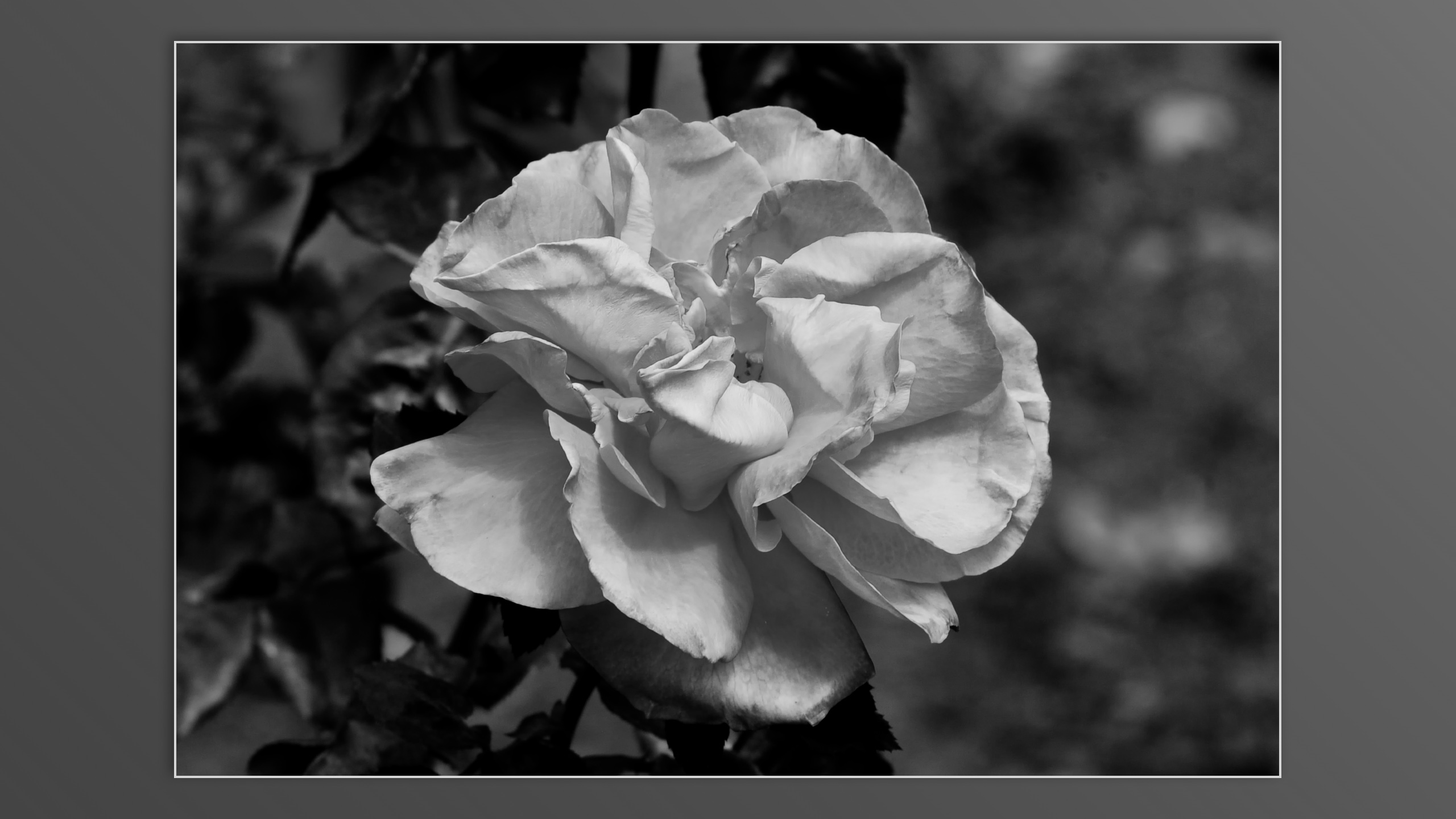 Roses and roses...