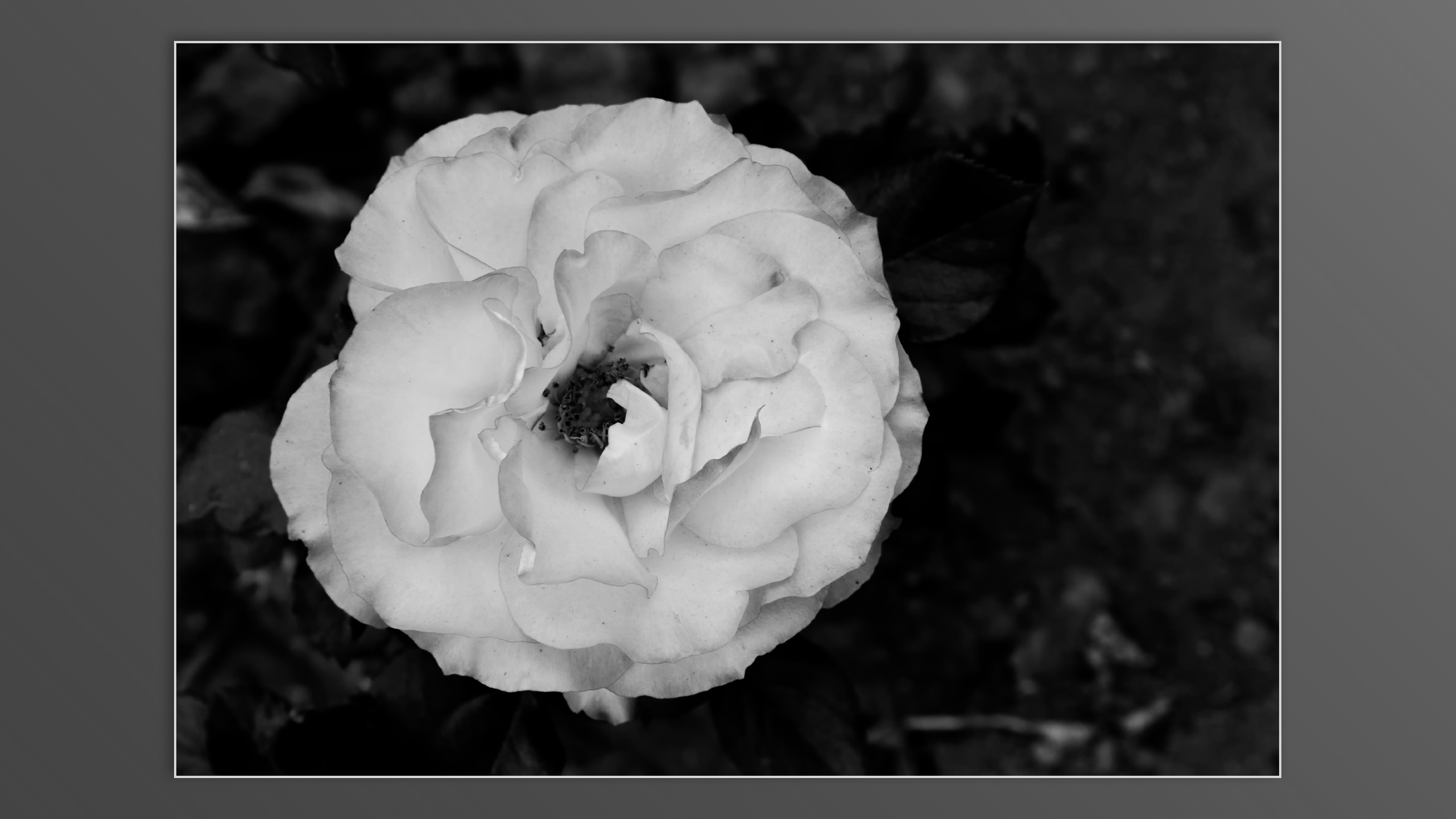 Roses and roses...
