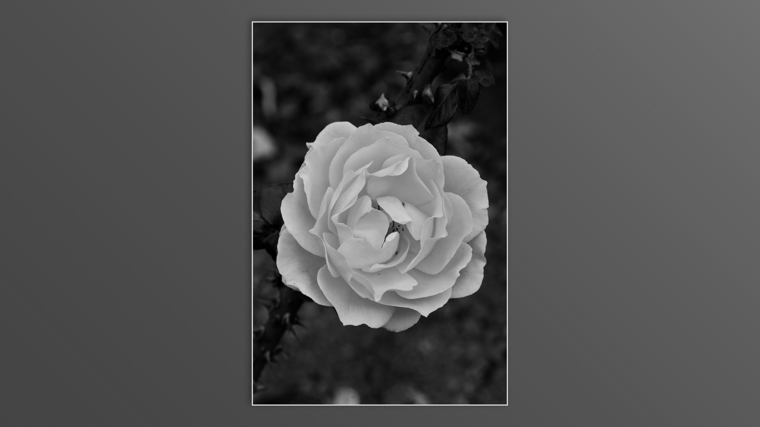 Roses and roses...